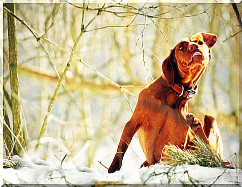 a dog scratches itself in a forest in the snow