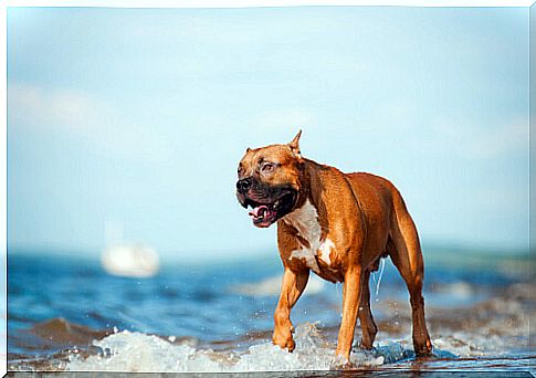 The American Pit Bull Terrier: a faithful friend