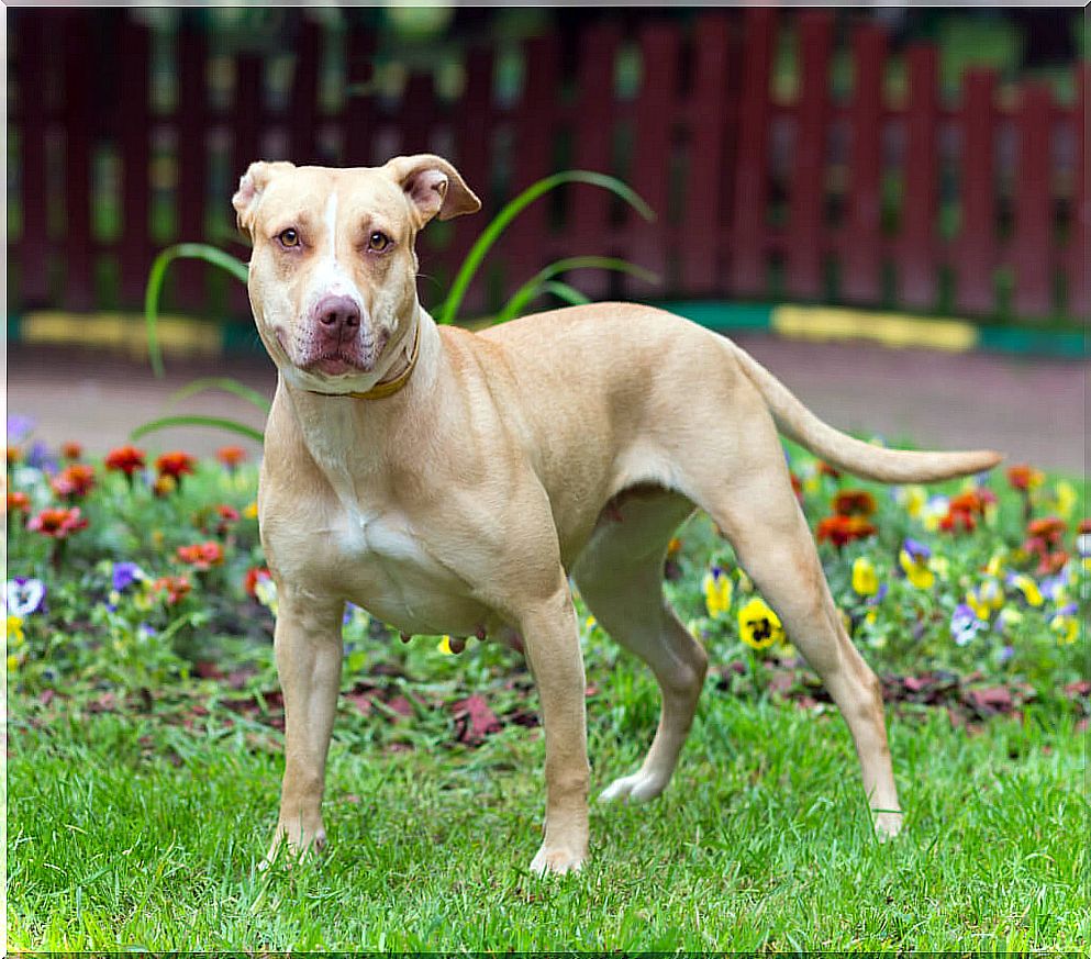 american-pitbbull-terrier-1024x848