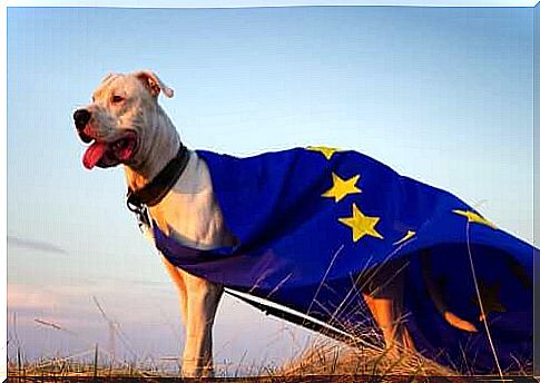 Dog with european union flag 