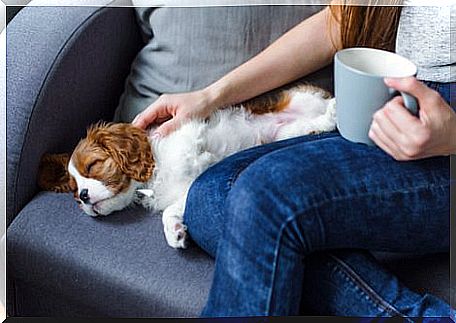 Woman stroking a dog on a sofa.