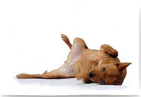 Dog behavior: dog showing belly.