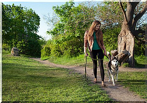 dog-strolling