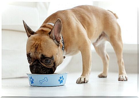 The best nutrition for dogs with sensitive skin