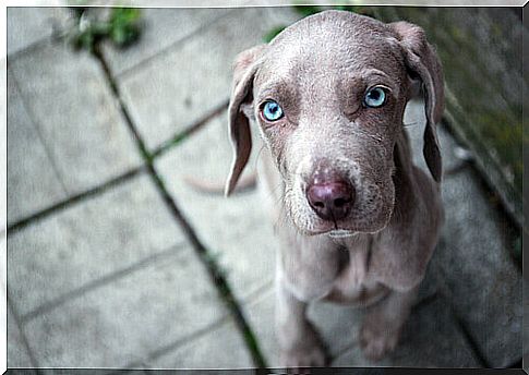 Breeds of dogs with blue eyes