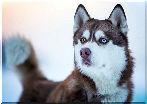 husky with brown eye and blue eye