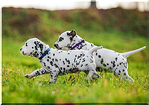 Dalmatian puppies on the lawn among blue-eyed dog breeds