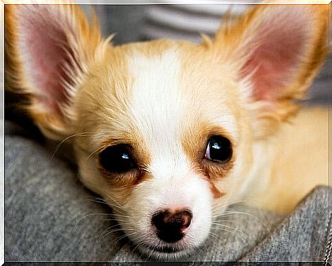 The Chihuahua: a little friend