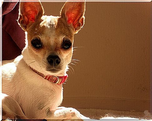 chihuahua_2