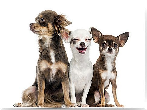 three chihuahuas