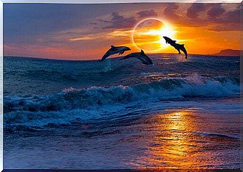 Dolphins jumping during a solar eclipse