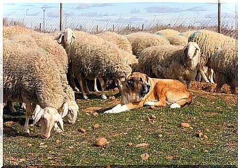 Shepherd dog and sheep