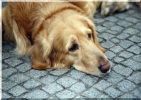 Dog lying on the pavement 