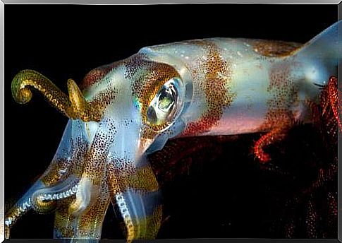 The differences between squid and cuttlefish