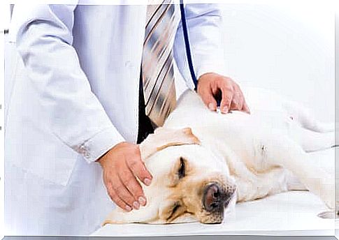 Veterinarian visits a dog