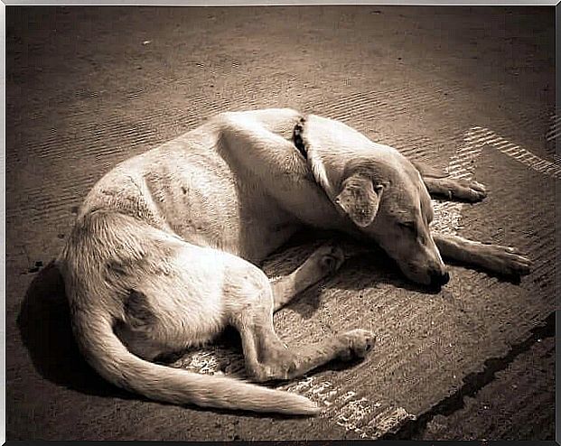 Cane dormiente che perde peso