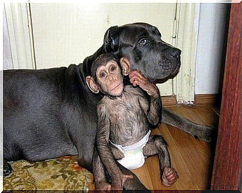 The dog that takes care of orphaned chimpanzees