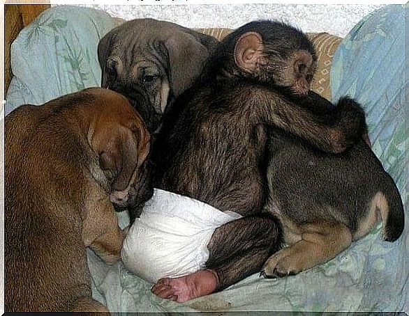 dog-caring-for-orphan-chimpanzees-2