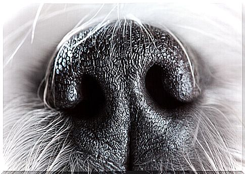 The dog's nose: 6 curiosities that will leave you speechless