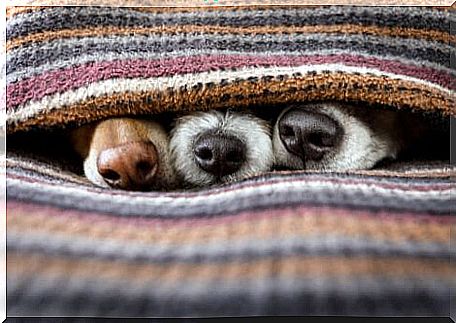 Dog nose: three hidden dogs.