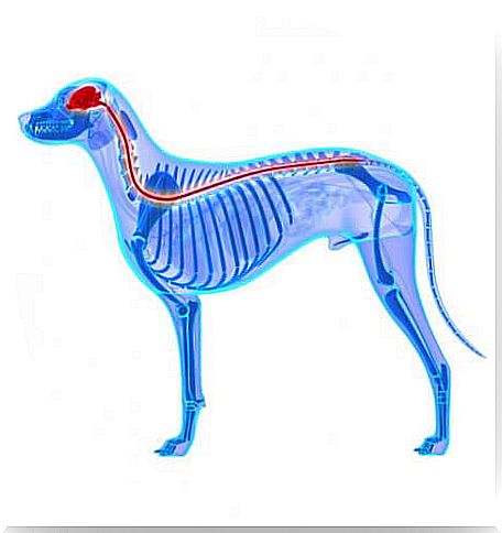 Canine skeleton.