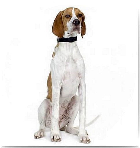 The English pointer, a European hunting dog