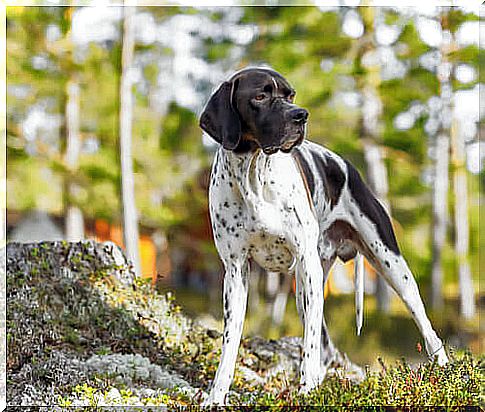 Character of the English pointer