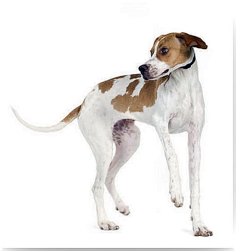 Health of the English pointer