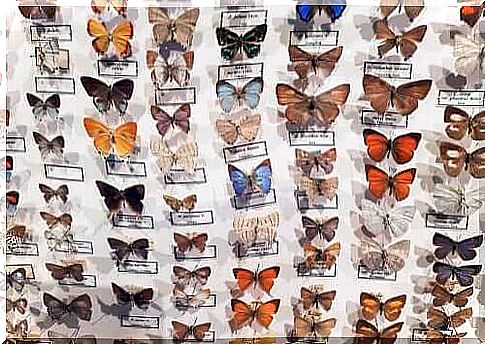 The entomological museum CURLA: butterflies protagonists