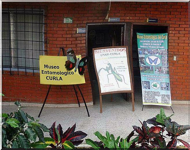 museo entomologico curla