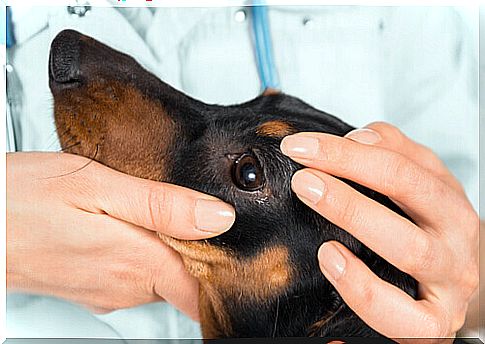 The eye examination for your pets