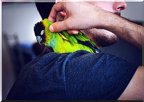 a parakeet on the owner's shoulder