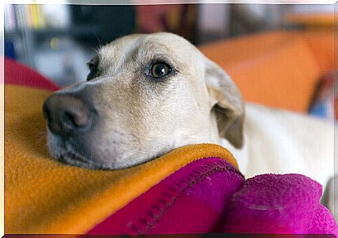 a dog resting his head on a pillow