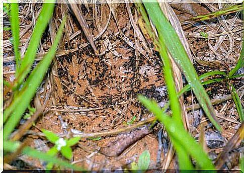 Legionary ants intent on working among the shrubs