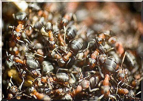 Legionary ants seen up close