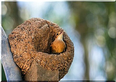 The fauna of Argentina