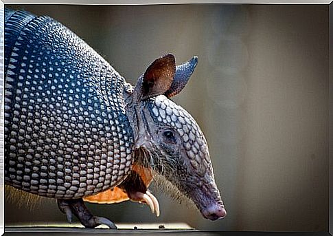 Giant armadillo