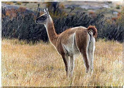 Guanaco grazes in a field 