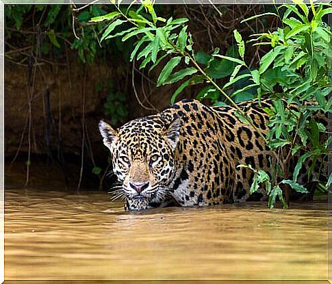 Jaguar prepares an ambush between leaves and water