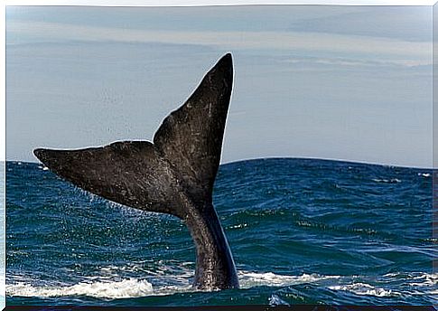 Southern right whale diving