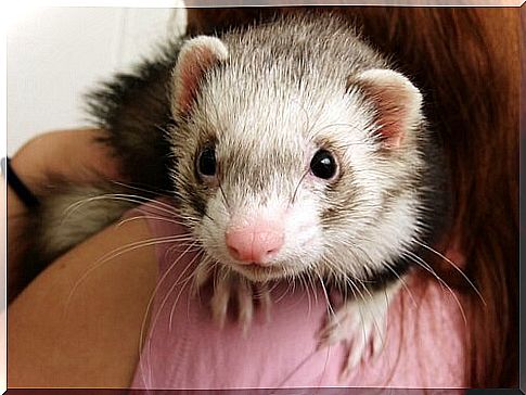 The ferret and its behavior