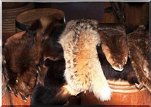 Finally, the fur trade will end