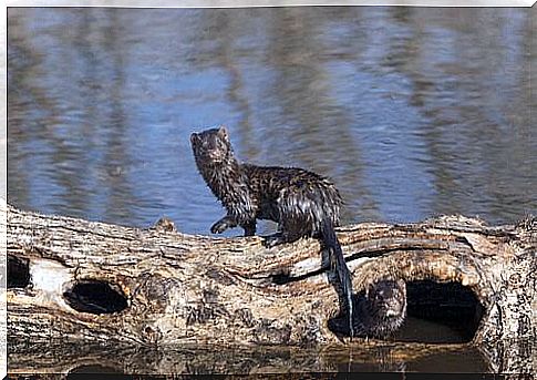 Mink on the trunk 