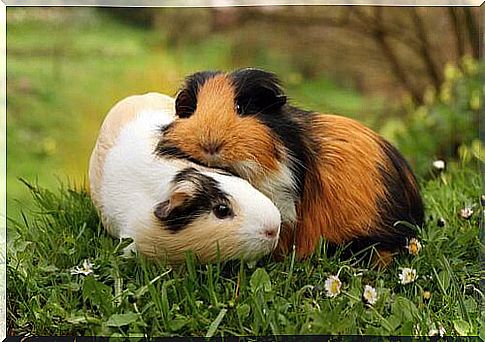 The guinea pig cry: why do they squeak?