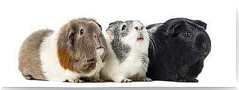 Group of guinea pigs.