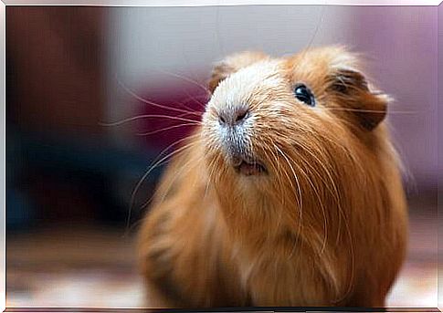 Guinea pig with red fur.