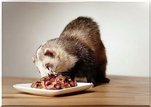 Ferret eats meat