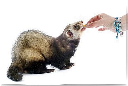 Ferret food