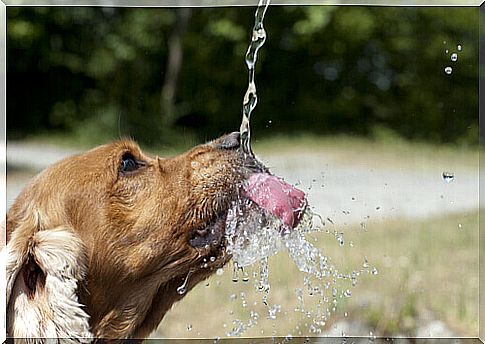 The importance of hydration in animals