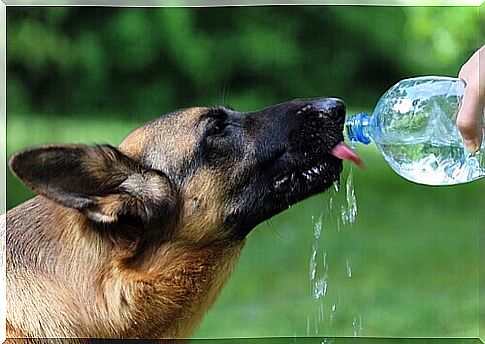 german-shepherd-drinks-water